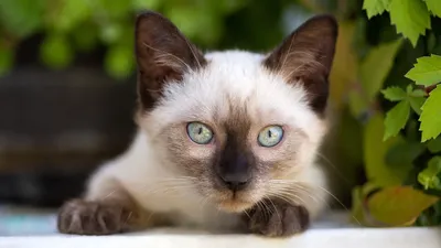 8 пород кошек, которые практически не линяют и не пахнут | Приключения  натуралиста | Дзен