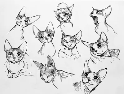 Картинки котов для срисовки - 84 фото