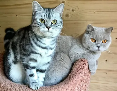Пушистые кошки и коты – список пород с фото