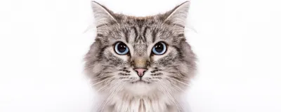Классификация породистых кошек: шоу, брид, пэт, описание классов