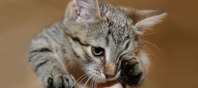 Особенности поведения кошек | Пикабу