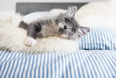 Эрмитажные коты — Википедия
