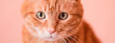 Как отучить кота и кошку от вредных привычек: полезные советы от ветеринара