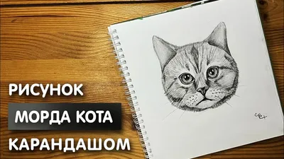 🌿muлый koтёnok🌿 | Милые котики, Иллюстрация кошки, Иллюстрации кошек