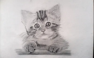 Рисунок кота для срисовки - 24 фото