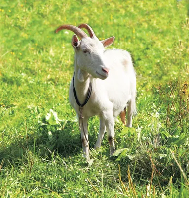Белая коза с витыми рогами стоит на задних лапах и опирается копытами за  ограждение Stock Photo | Adobe Stock