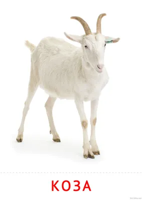 Коза. Портрет козла на ферме в деревне. Красивая коза Стоковое Фото -  изображение насчитывающей козочка, красивейшее: 182493928