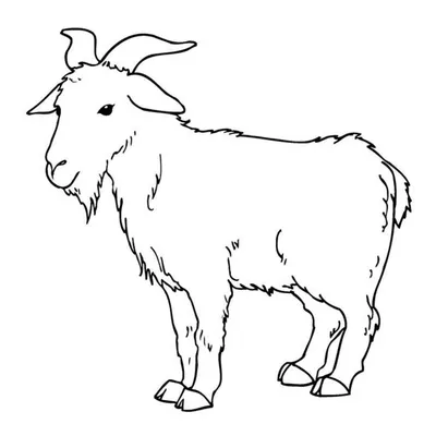 Морда козы крупным планом Stock Photo | Adobe Stock