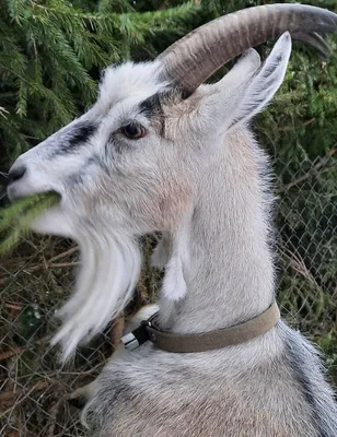 Козы и козлы: 8 интересных фактов о полорогих, которые могут удивить  начинающего зоотехника | Приключения натуралиста | Дзен