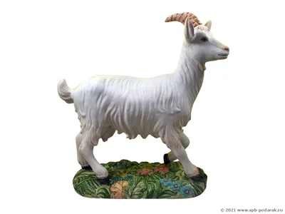 small white furry goat goatling on the eco farm,village, козленок коза  пушистая маленькая на эко ферма деревня, белая. Stock Photo | Adobe Stock
