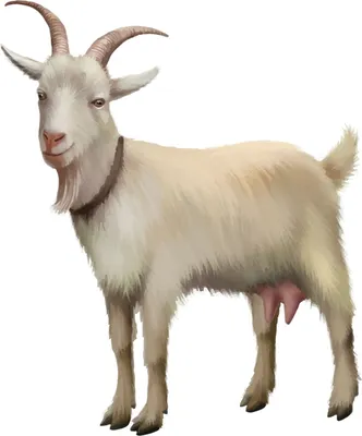 белая коза с большими рогами смотрит в темную область, картинка козла фон  картинки и Фото для бесплатной загрузки