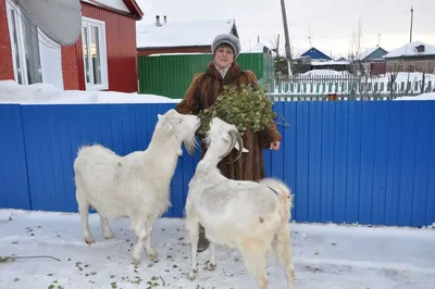 Коза Ностра - экологически чистая ферма племенных коз