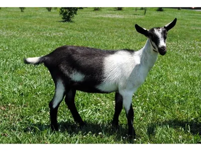 Коза Камеруна или африканская коза пигмея порода миниатюрной отечественной  козы Стоковое Изображение - изображение насчитывающей черный, отечественно:  155046471