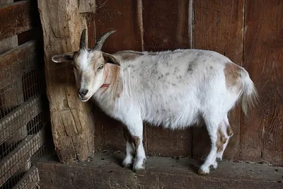 Козел козла стоковое изображение. изображение насчитывающей млекопитающее -  257278617