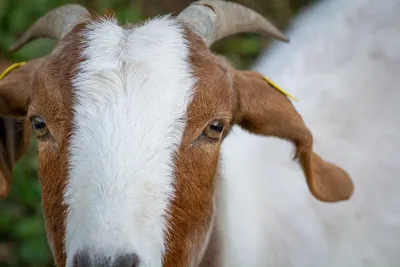 Застрявшего рогами на электрических проводах козла спасли в Дагестане | ИА  Красная Весна