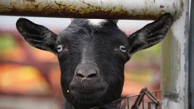 В Дагестане спасли козла, застрявшего рогами в проводах | Ветеринария и  жизнь