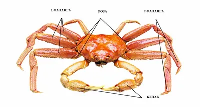 Экспортные цены на российских крабов выросли почти в два раза — РБК