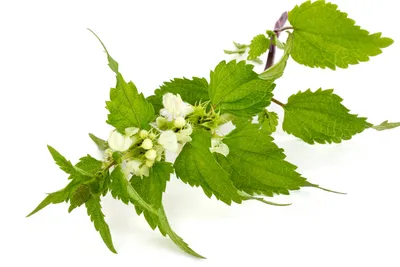 Крапива двудомная - Herbal raw materials - Polish Herbs producer, supplier