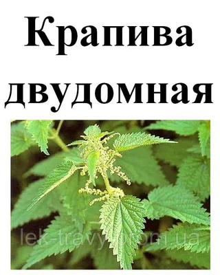 Крапива двудомная (Urtica dioica) ⋆ Сорные растения