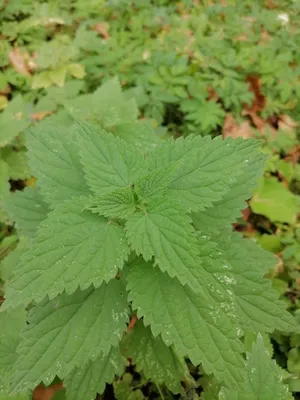 Крапива двудомная (Urtica dioica) ⋆ Сорные растения