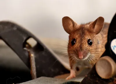 Компьютерная мышь Apple Magic Mouse - «Самая удобная и красивая мышь! » |  отзывы