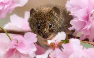Красивая мышка танцует под грибом» — создано в Шедевруме