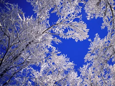 Природа, зима - Красивые фото обои для рабочего стола компьютера #249