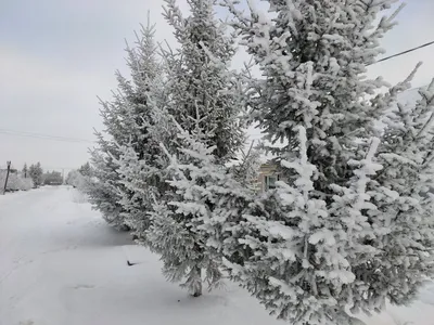 Очень красивая природа зима» — создано в Шедевруме