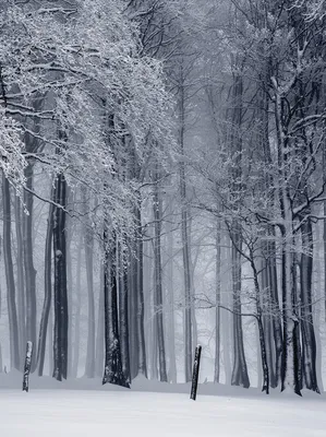 Картинки красивые природы зимние (68 фото) » Картинки и статусы про  окружающий мир вокруг