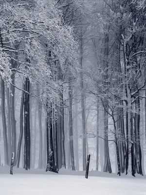 Красивая природа фото обои Деревья Снег 184x254 см Зима в лесу  (12923P4A)+клей купить по цене 850,00 грн