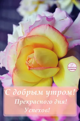 Прекрасного дня, роза — Открытки к празднику