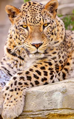 Скачать 800x1280 леопард, большая кошка, лежит, красивый, довольный обои,  картинки samsung galaxy note gt-n7000, meizu mx2