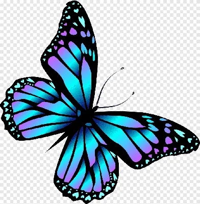 Красивые бабочки нарисованные