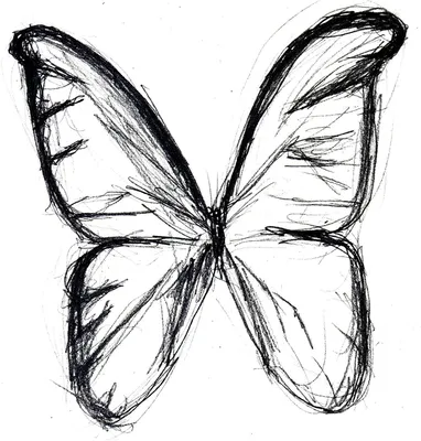 Бабочки рисунок легкий для срисовки - 57 фото
