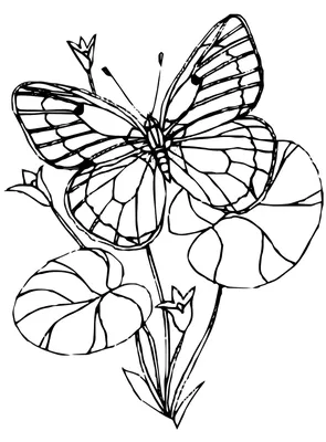Красивые Бабочки - Бабочка Анимация Пнг - Free Transparent PNG Clipart  Images Download