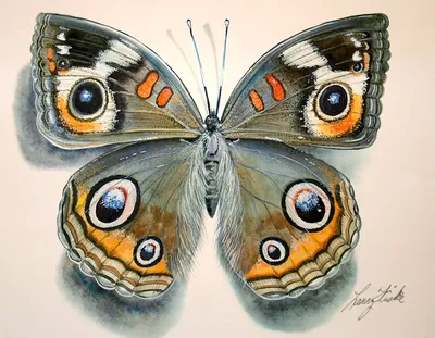Бабочка рисунок трафарет - 56 фото