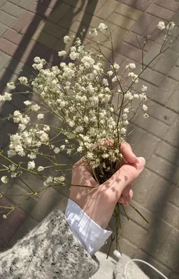 эстетика | Fotografi bunga, Bunga-bunga indah, Bunga putih