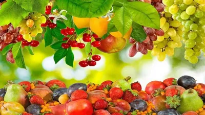 Блог - фрукты