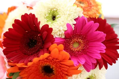 Красивые цветы герберы в вазе на размытом деревянном фоне :: Стоковая  фотография :: Pixel-Shot Studio