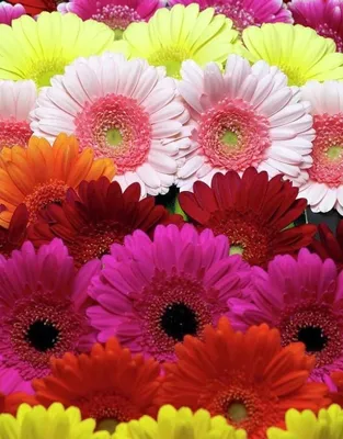 Герберы - солнечные цветы :: Наталья Котова – Социальная сеть ФотоКто