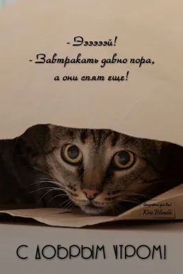 Купить Термотрансферные картинки, набор Милые животные дешево в  интернет-магазине в Москве