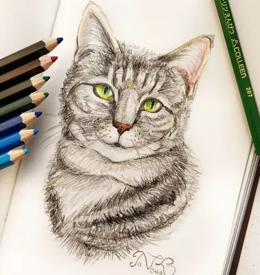 Кот рисунок цветными карандашами. Художница Tiana Vetta | Рисунок цветными  карандашами, Цветные карандашные рисунки, Цветные карандаши