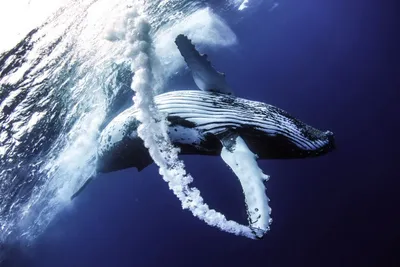Большой красивый кит выпрыгивает из воды мордой на фоне рассвета | Премиум  Фото