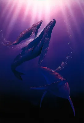 Идеи на тему «Большие и красивые киты» (10) | синий кит, горбатый кит,  дельфины