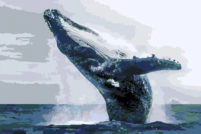Киты - фотографии китов. Удивительные и красивые фото китов