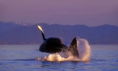 Жизнь океана, кит, эстетично, красиво…» — создано в Шедевруме