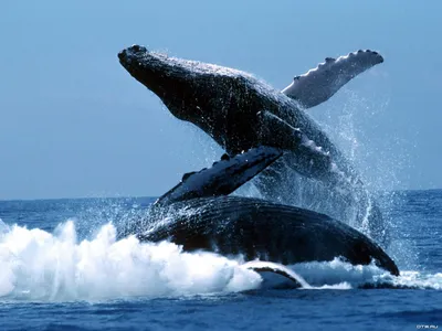 Голубой кит арт - 67 фото