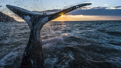 Красивые картинки китов - 80 фото