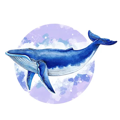 картинки : море, воды, океан, Млекопитающее, Синий, Горбатый кит,  Позвоночный, морское млекопитающее, Ветровая волна, Киты дельфины и морские  свиньи, Серый кит 5108x3405 - - 137567 - красивые картинки - PxHere
