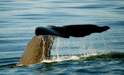Брачные игры серых гигантов: на Сахалине заметили бум размножения китов.  Видео - Новости РГО
